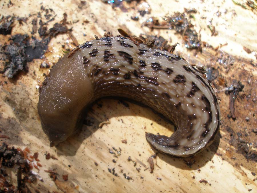 Limax aldrovandi Moquin-Tandon 1855 - Appennino romagnolo
